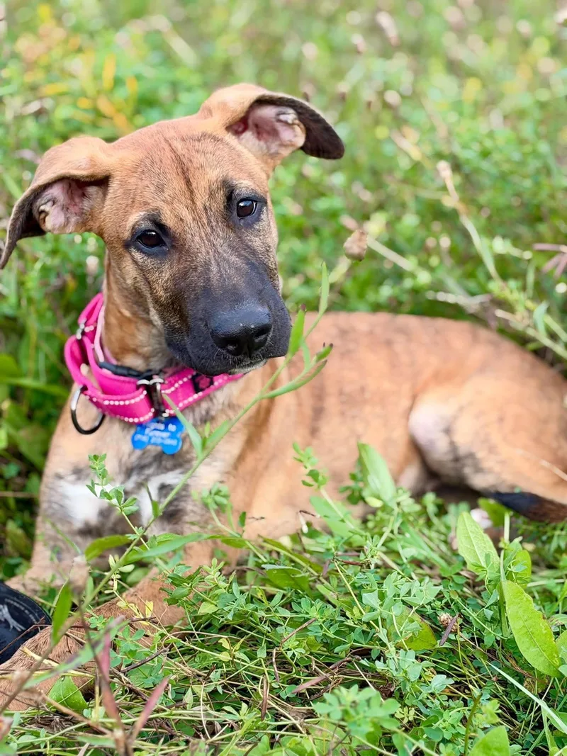 A young medium-sized female Shepherd dog named Maple for adoption in Springville, NY