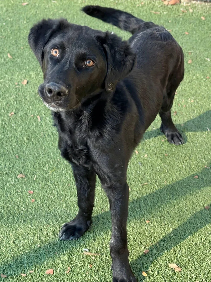 A young medium-sized male Retriever dog named Bud for adoption in Newport, NH