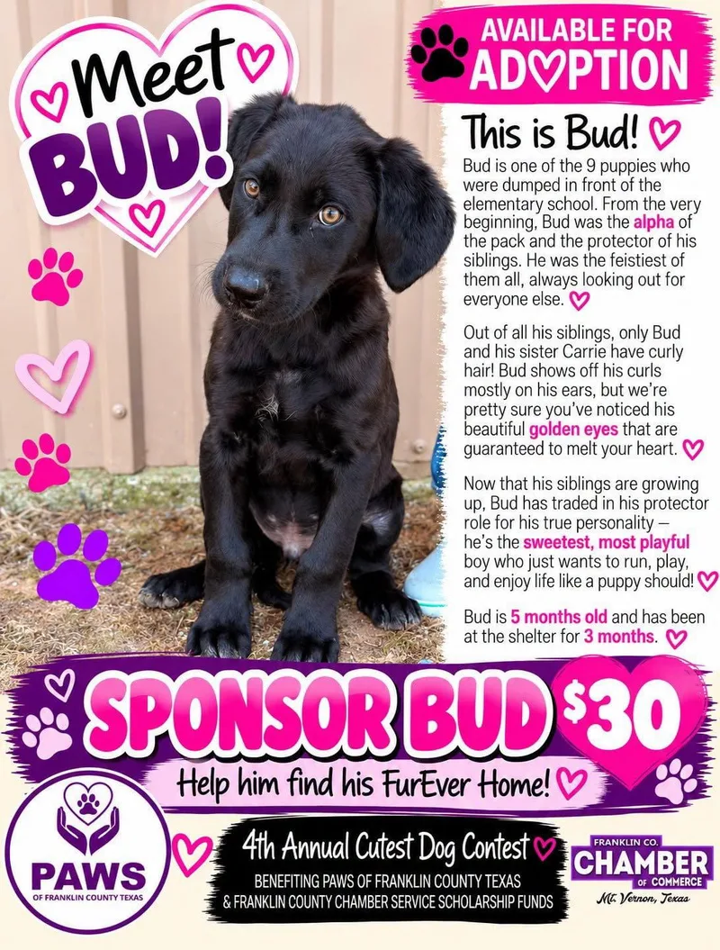 Bud thumbnail 3