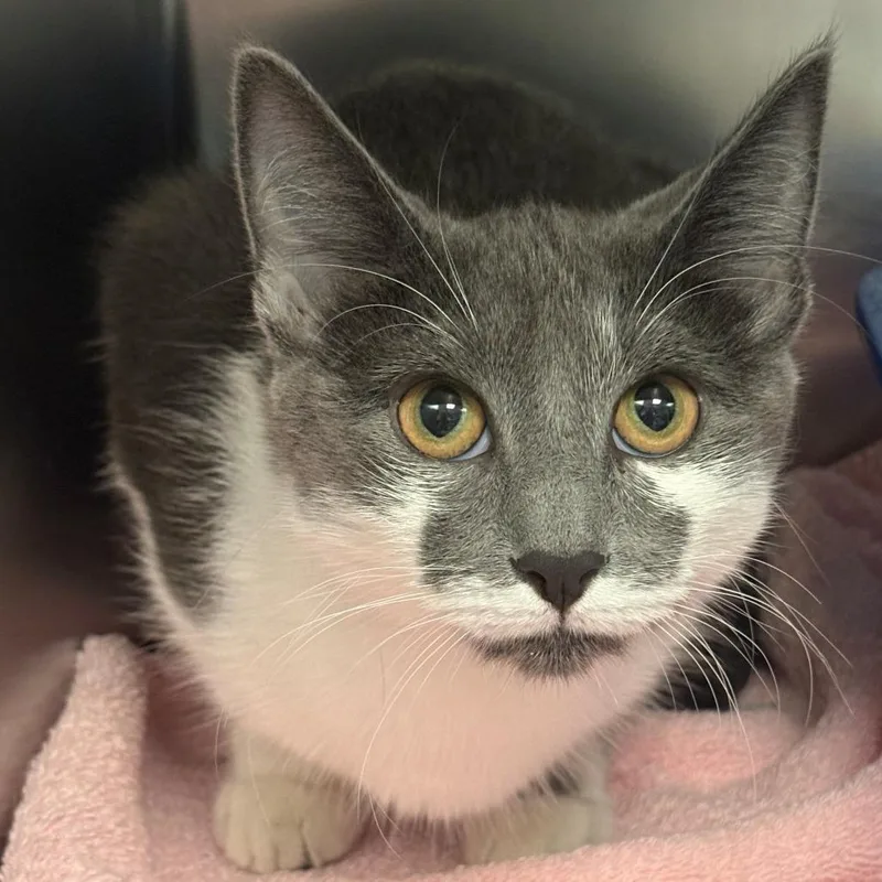 A young medium-sized female White Domestic Short Hair cat named Ami for adoption in East Hanover, NJ