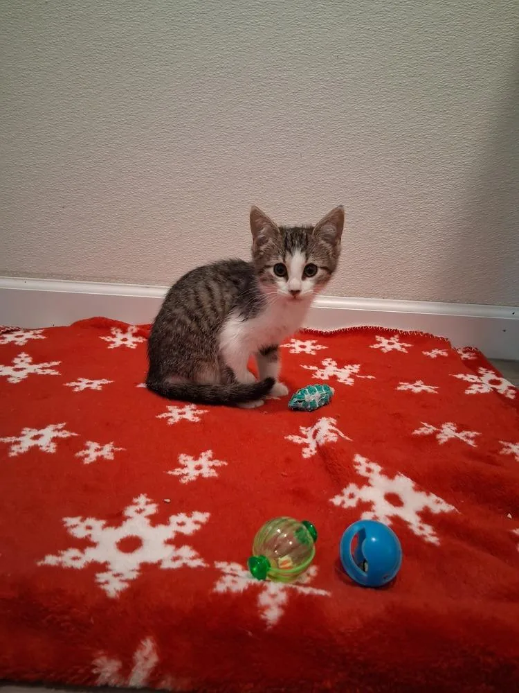 A baby small-sized female Domestic Short Hair cat named Bay for adoption in Westfield, WI