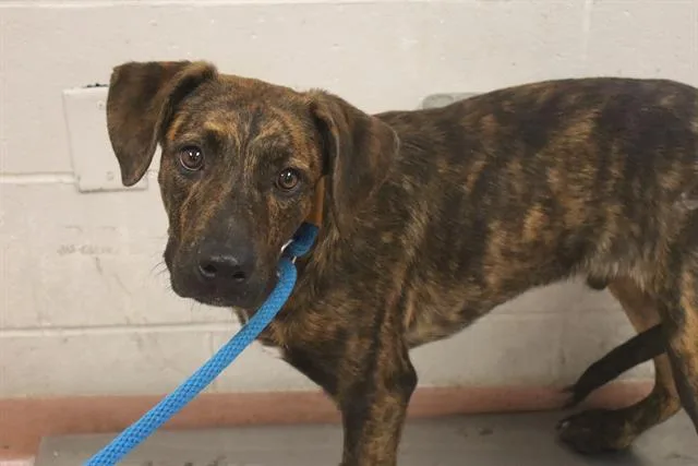 A young medium-sized male Mixed Breed dog named Isaac for adoption in Columbia, SC