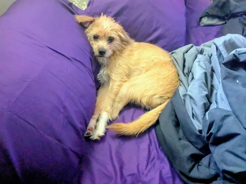A young small-sized male Jack Russell Terrier dog named Sparky for adoption in Lawrenceville, GA