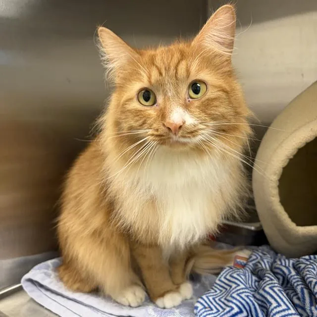 An adult small-sized male Domestic Medium Hair cat named Mellow Creamsicle for adoption in Centerville, MA