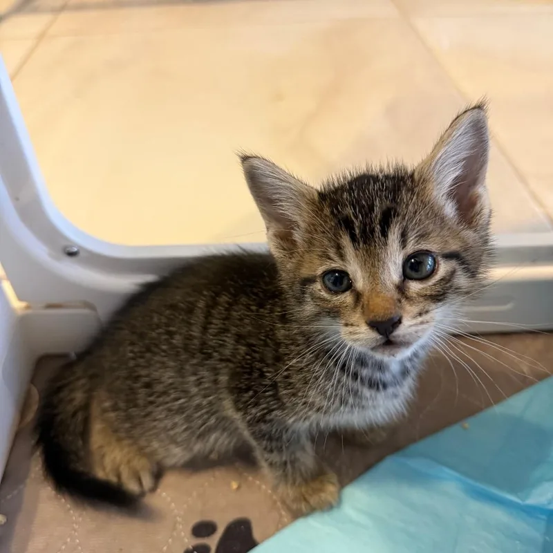 A baby small-sized male Brown / Chocolate Domestic Short Hair cat named Rooster for adoption in Juno Beach, FL