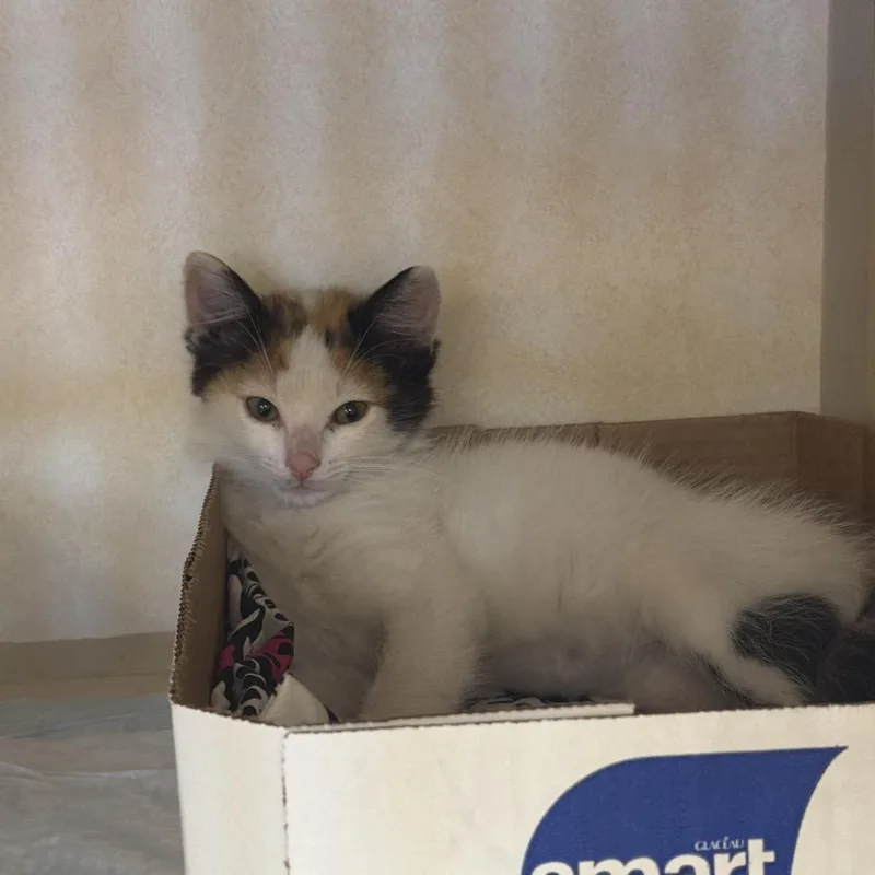 A baby small-sized female Calico Domestic Short Hair cat named Zappa for adoption in Westminster, CA