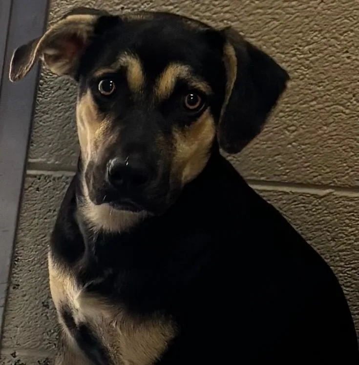 A baby medium-sized female Mixed Breed dog named Bea for adoption in Elizabethton, TN