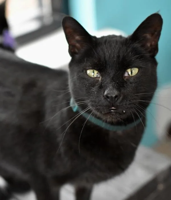 An adult medium-sized male Black Domestic Short Hair cat named Boo Boo for adoption in Marietta, GA