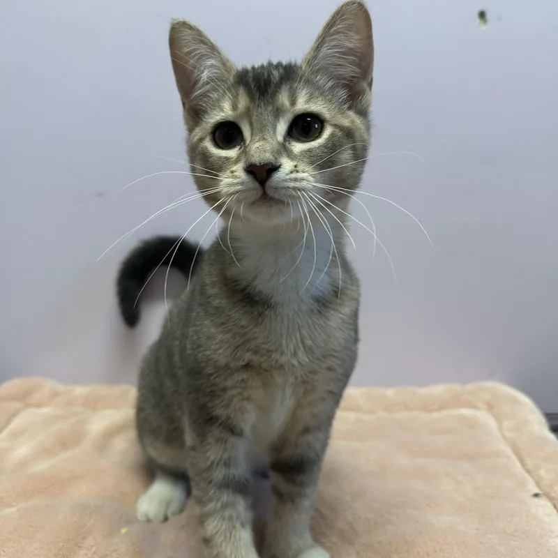 A baby large-sized female Domestic Short Hair cat named Margot for adoption in Exeter, RI