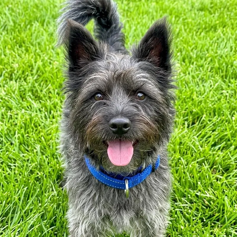 A young small-sized male Black Cairn Terrier dog named Bert for adoption in Las Vegas, NV