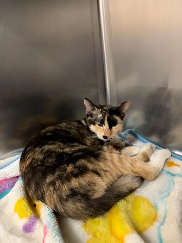 A young medium-sized female Calico Domestic Short Hair cat named Sparkler for adoption in Saint Charles, MO