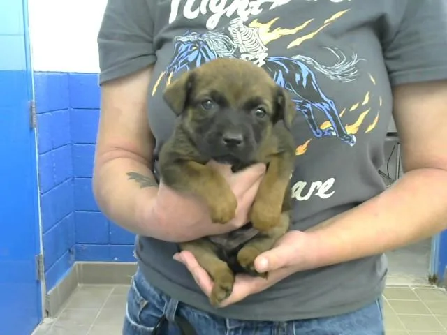 A baby small-sized male Australian Cattle Dog / Blue Heeler dog named Fozzy for adoption in Albuquerque, NM