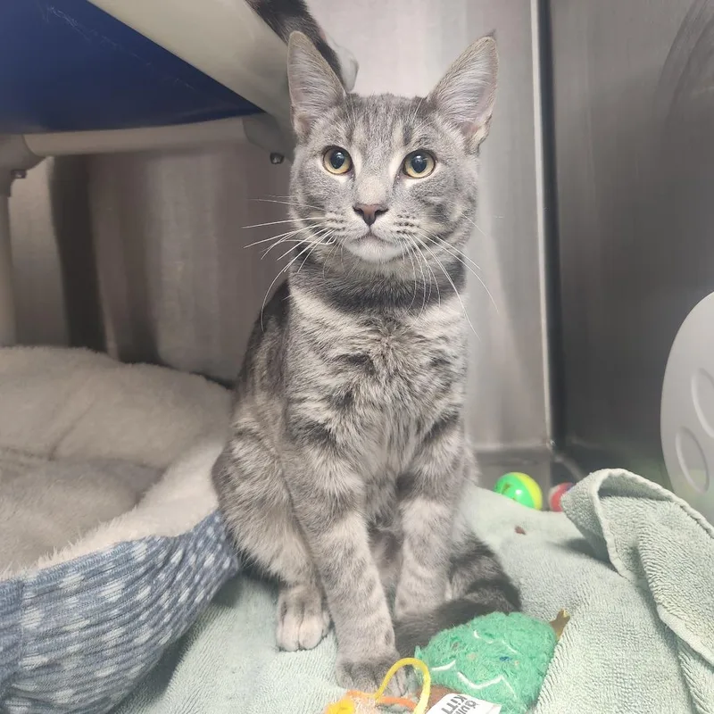 A baby medium-sized male Gray / Blue / Silver Domestic Short Hair cat named Snuffleupagus for adoption in Fort Wayne, IN
