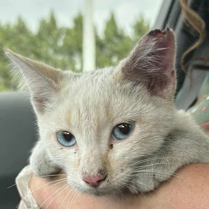 Mcalister thumbnail 2