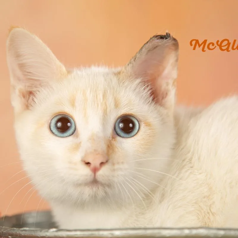 Mcalister thumbnail 3