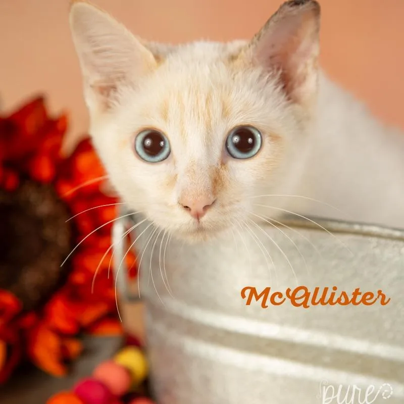 Mcalister thumbnail 4