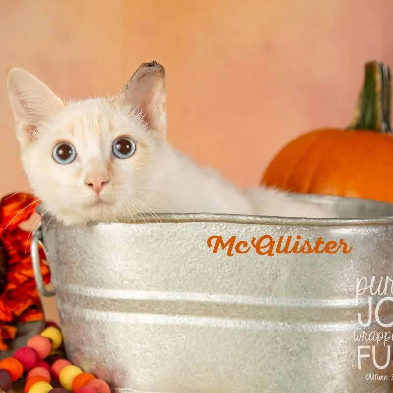 Mcalister thumbnail 5