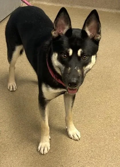 An adult medium-sized female Mixed Breed dog named Eira for adoption in Chamblee, GA