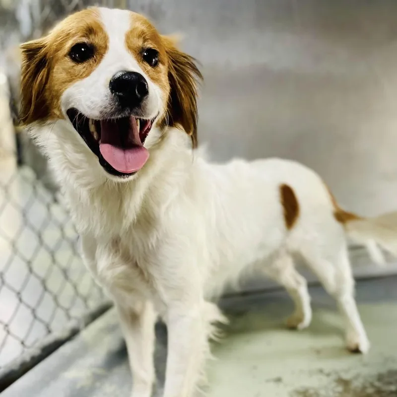 An adult medium-sized male Red / Chestnut / Orange Brittany Spaniel dog named Max for adoption in Lebanon, MO