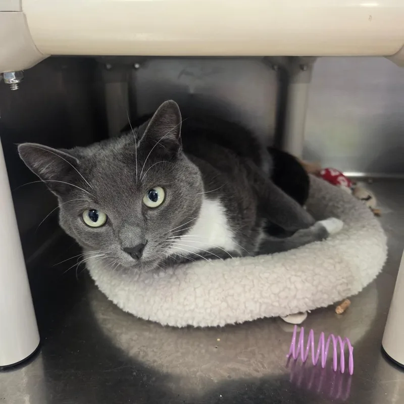 An adult large-sized male Gray / Blue / Silver Domestic Short Hair cat named Eevee for adoption in Spokane, WA