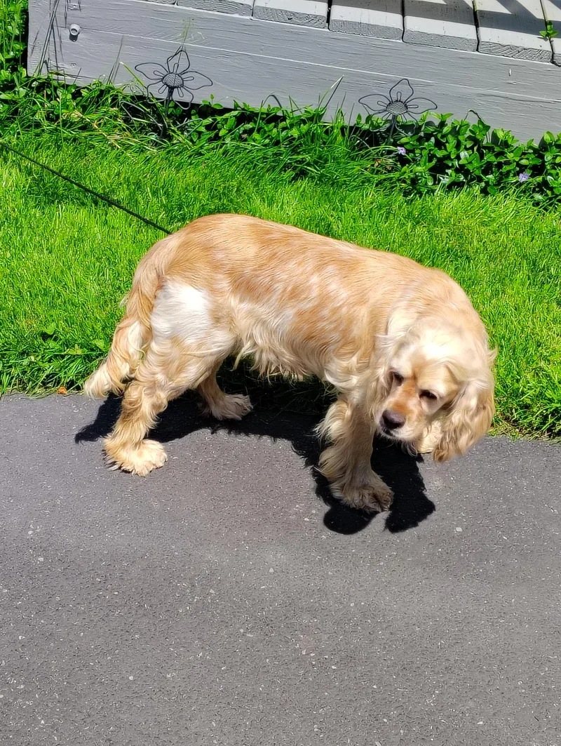 An adult small-sized female Cocker Spaniel dog named Zinnia for adoption in Rochester , NY