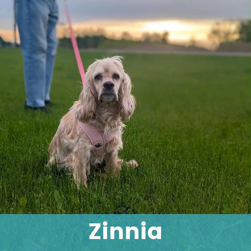 Zinnia thumbnail 4