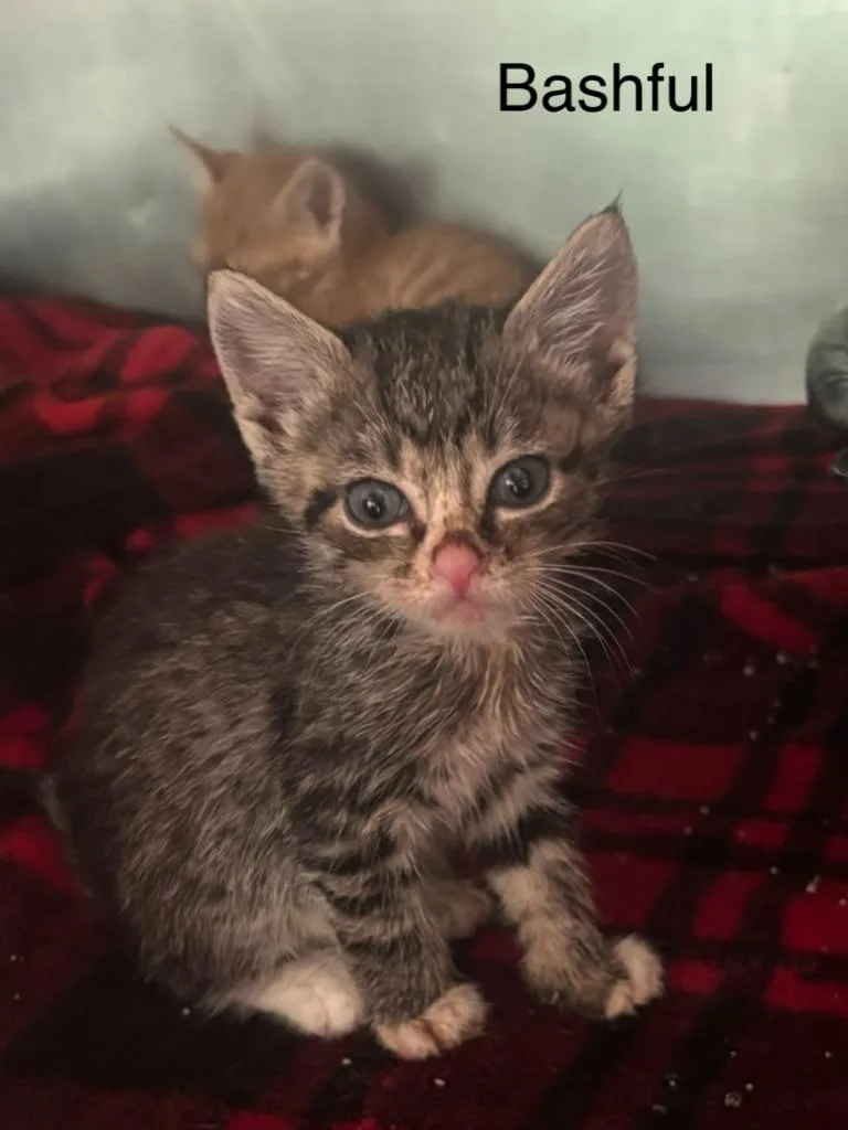 A baby small-sized male Domestic Short Hair cat named Bashful for adoption in Cambridge, MD