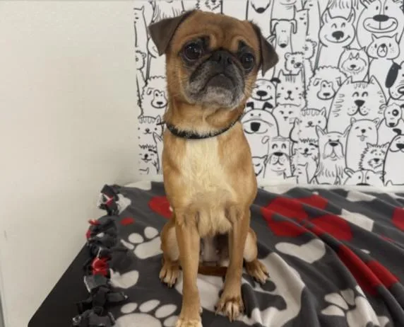 An adult small-sized female Pug dog named Jolena for adoption in San Pedro, CA