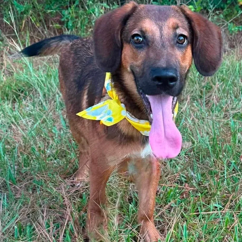 Rufus
