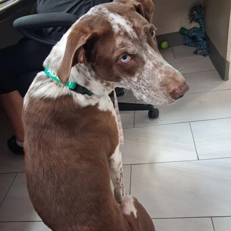 A senior medium-sized male Brown / Chocolate German Shorthaired Pointer dog named Samson for adoption in Lufkin, TX