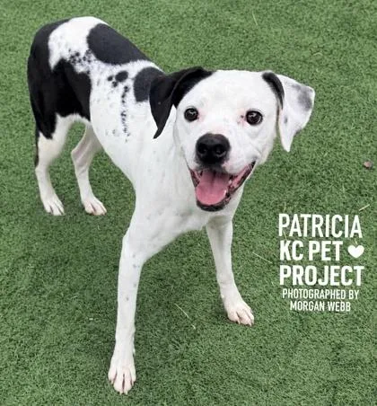 An adult medium-sized female Black Mixed Breed dog named Patricia for adoption in Kansas City, MO