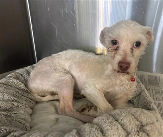 A young small-sized male Maltese dog named Gunner for adoption in Lancaster, CA