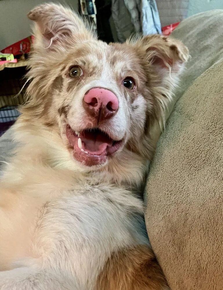 A baby medium-sized female Merle (Red) Australian Shepherd dog named Lumi now called LunaLoo for adoption in Ringwood, IL