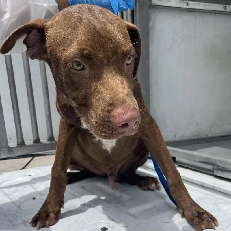 Forkie thumbnail 2