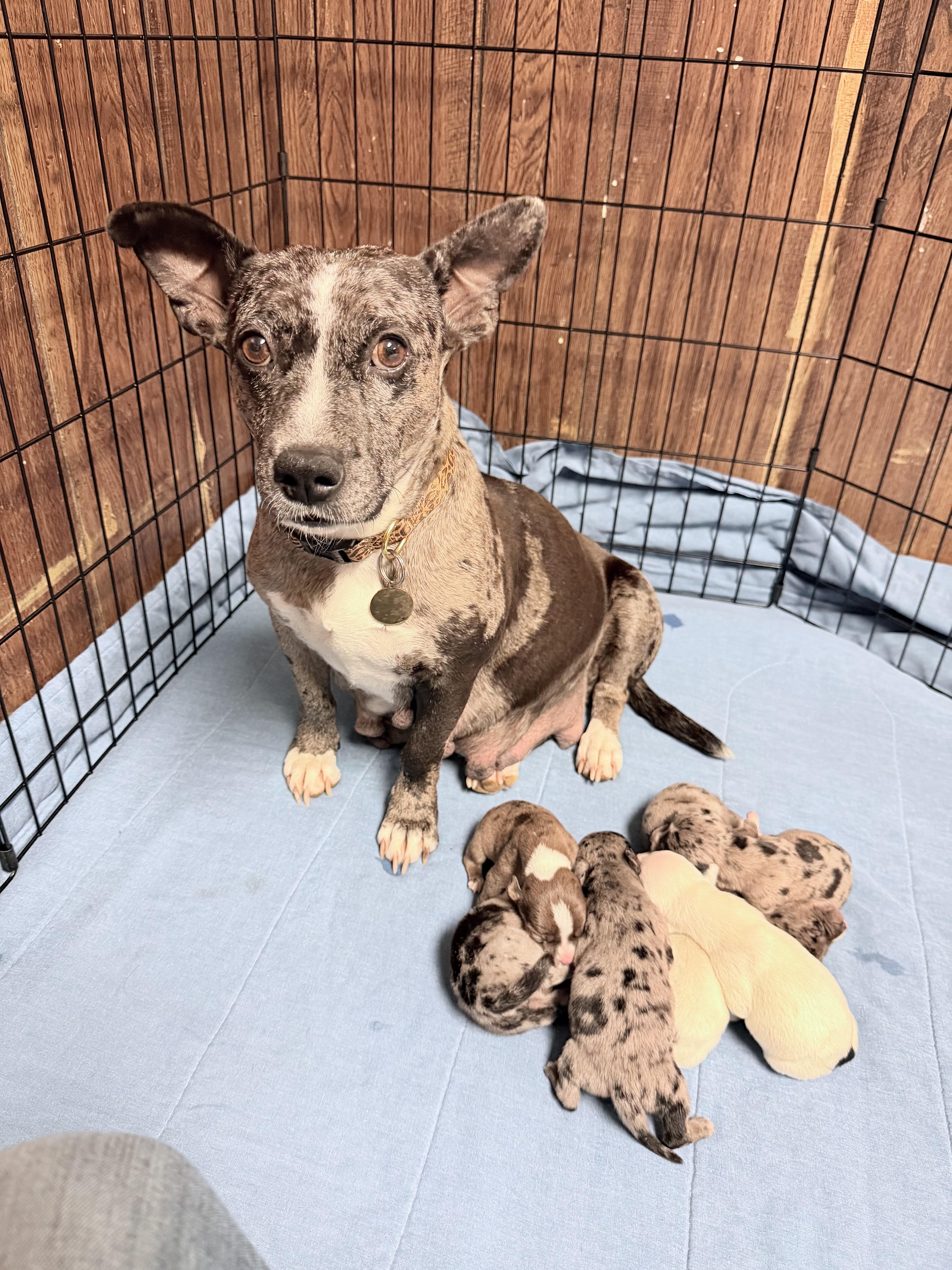 A baby small-sized male White / Cream Mixed Breed dog named Cole Arriving In for adoption in Berwick, ME
