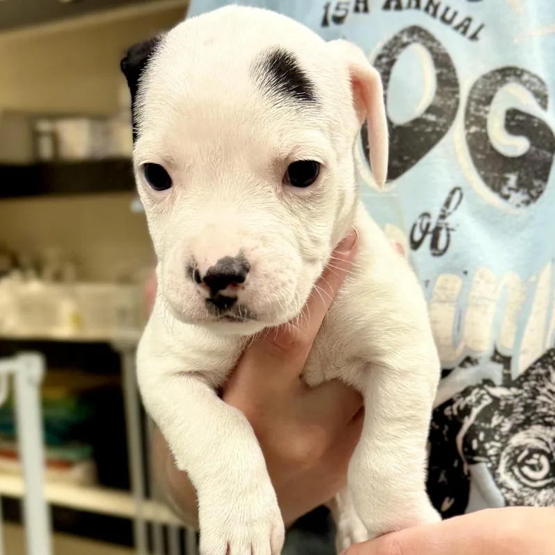 Cole  Arriving In thumbnail 4