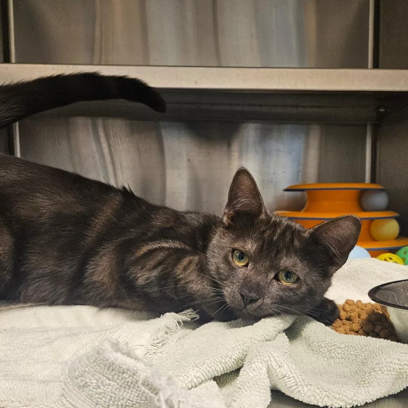 A baby medium-sized female Domestic Short Hair cat named Zucchini for adoption in Los Angeles, CA