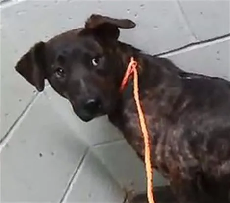 A young medium-sized female German Shepherd Dog dog named Rena for adoption in Tulsa, OK