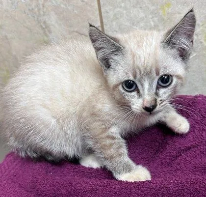 A baby small-sized female Domestic Short Hair cat named Strawberry for adoption in Honolulu, HI