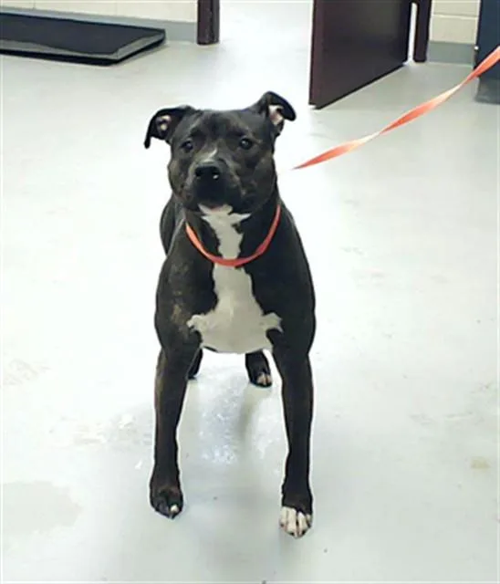 An adult small-sized female Pit Bull Terrier dog named Bella for adoption in Fayetteville, NC
