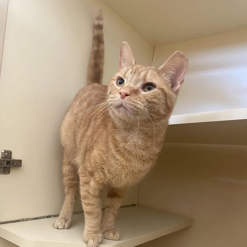 An adult large-sized male Orange / Red Domestic Short Hair cat named Twilight for adoption in Dayton, OH