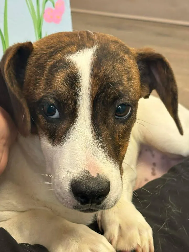 A baby medium-sized male Hound dog named Willie for adoption in Lavonia, GA