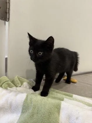 A baby medium-sized female Domestic Short Hair cat named Mouse for adoption in West Chester, PA