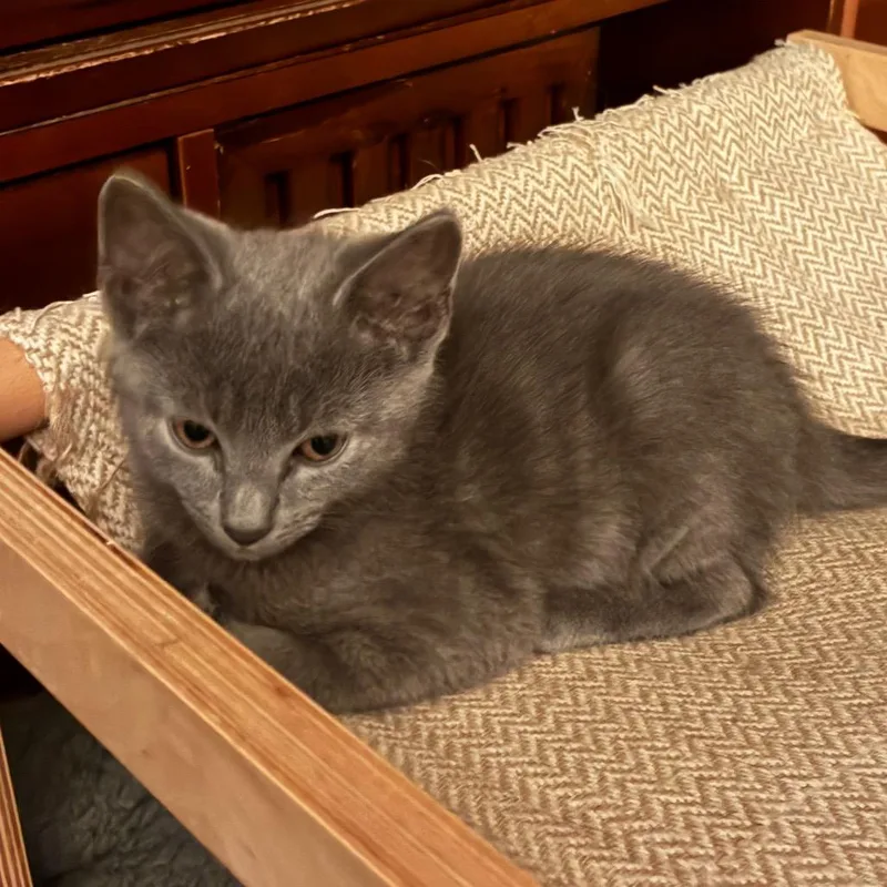 A baby small-sized male Gray / Blue / Silver Russian Blue cat named Fozzy for adoption in Carmel, IN