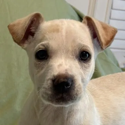 A baby small-sized male Mixed Breed dog named Hamrick for adoption in Savannah, GA