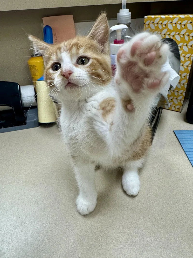 A baby medium-sized male Orange & White Domestic Medium Hair cat named Waldo for adoption in Mattoon, IL
