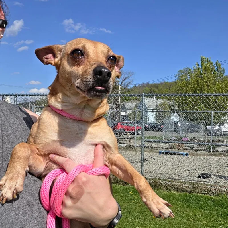 An adult small-sized male Yellow / Tan / Blond / Fawn Chihuahua dog named Poquito for adoption in Binghamton, NY