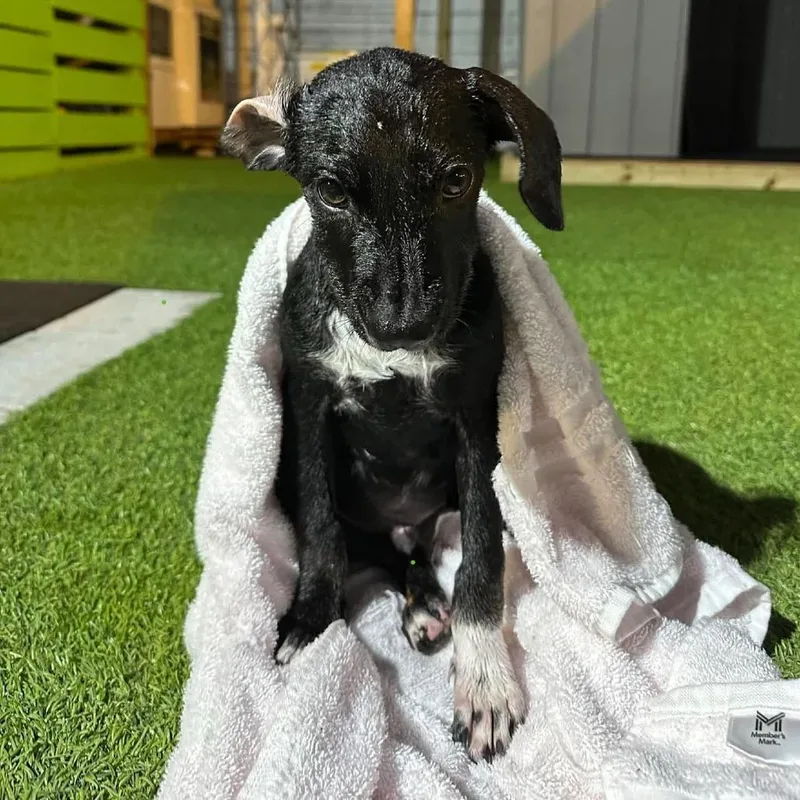 A baby small-sized male Labrador Retriever dog named Oz for adoption in Tampa, FL