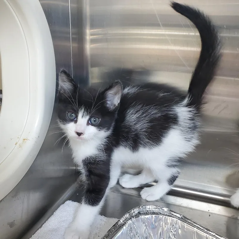 A baby small-sized male White Domestic Short Hair cat named Blinky for adoption in Greensboro, NC