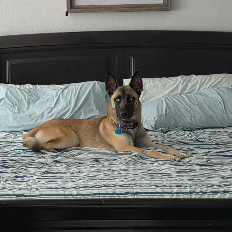 Duke
